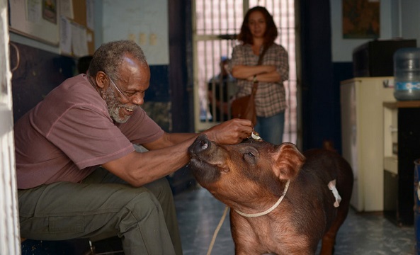 Danny Glover, Maya Rudolph, and a scene stealing pig.